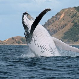 a whale in the a large body of water with a mountain in the background