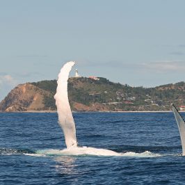 Whale Fins