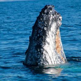 a whale jumping out of the water
