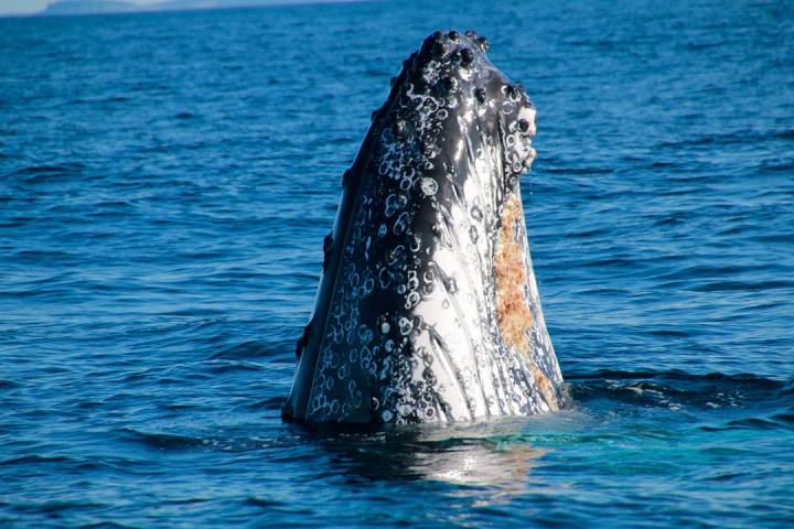 a whale jumping out of the water
