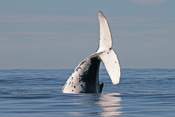 a whale jumping out of the water