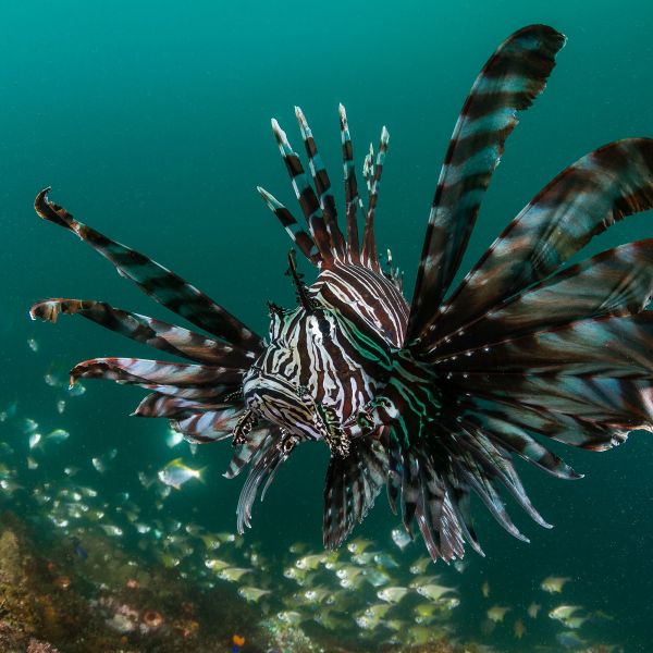 Lionfish