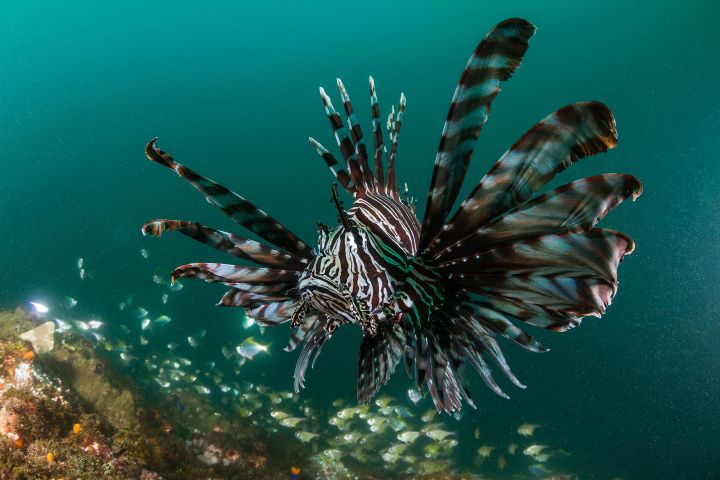 Lionfish