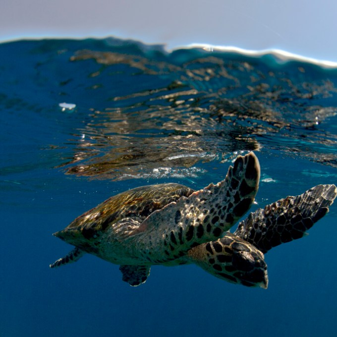 Brown turtle swimming in ocean