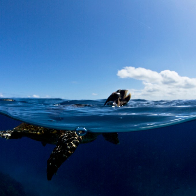 Surfacing Turtle