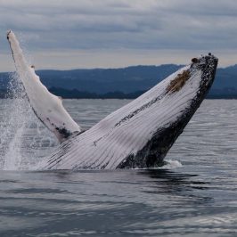 a whale