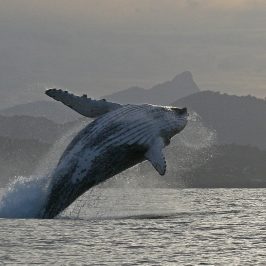 a whale jumping out of a body of water