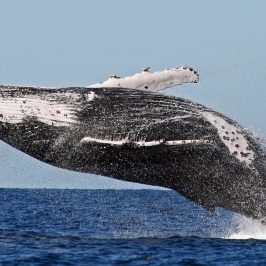 a whale jumping out of the water