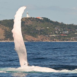a bird flying over a body of water with a mountain in the background