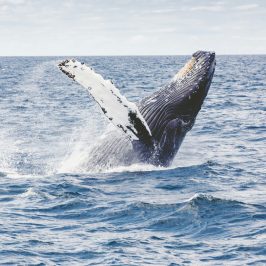 Humpback whale jumping