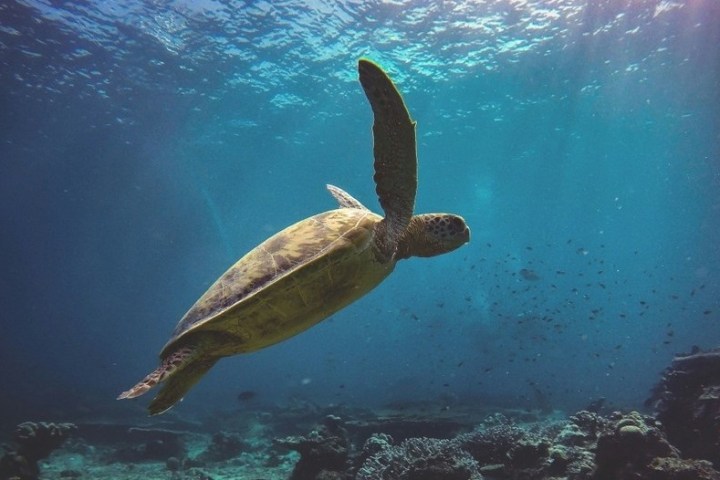 a turtle swimming under water