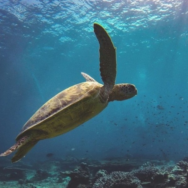 a turtle swimming under water