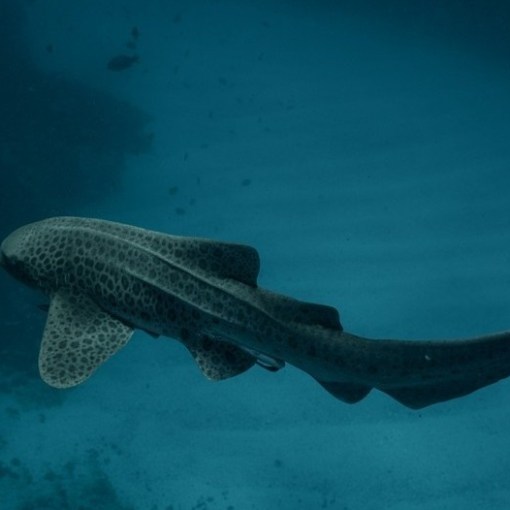 a fish swimming under water