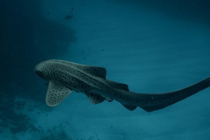 a fish swimming under water